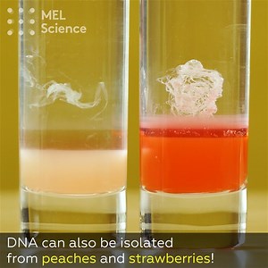 7.1M views · 5.8K reactions | This is the first step towards creating an X-man For step-by-step instructions go here: https://mel.sc/sQ3/ | MEL Science | Facebook