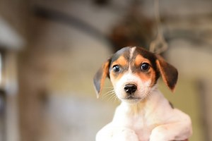 Basic Tenets of Animal Rights