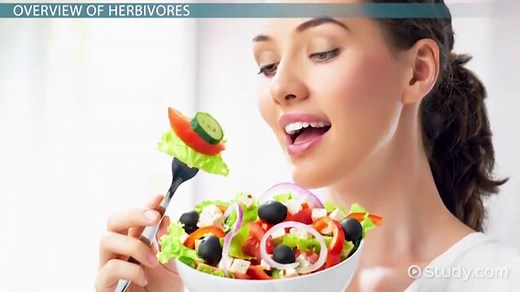 Herbivore | Definition, Examples & Characteristics