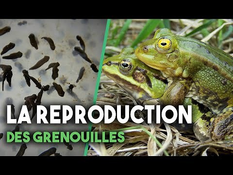 LA REPRODUCTION DES GRENOUILLES