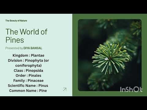External morphology of Pinus|| MSc (Botany)1st sem || CONIFERS #Gymnosperms #botany #pinetree