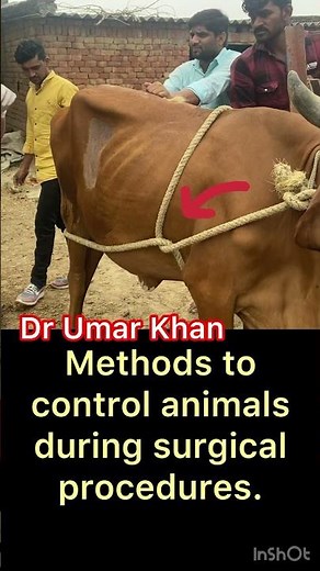 Methods to control animals during surgical procedures. I Dr Umar Khan