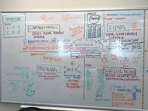 Introduction to Biology