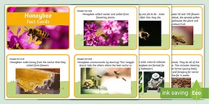 Honeybee Fact Cards