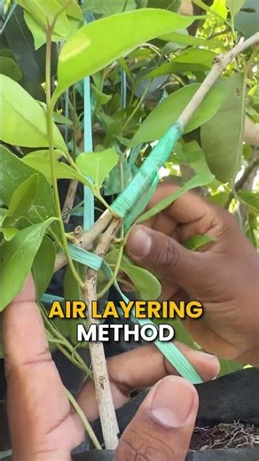 100% SUCCESSFUL AIR LAYERING तकनीक! ✅🌳#AirLayering #SafedJamun #indianfarmer #shorts