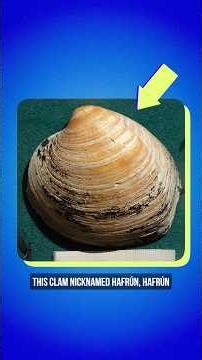 This 507 Year Old Clam Might Just Save the Planet