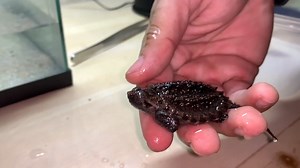 Building a new tank for my snapping turtle