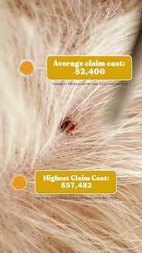 Pet Insurance 101: What are sub-limits?