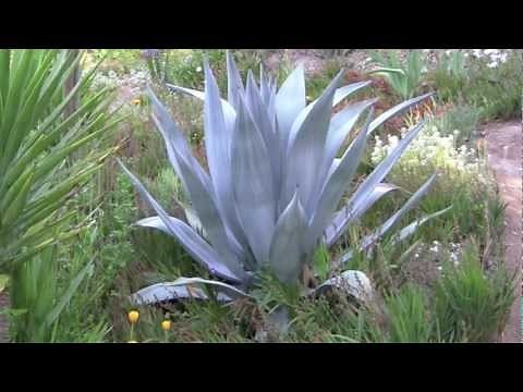 AGAVES, an overview