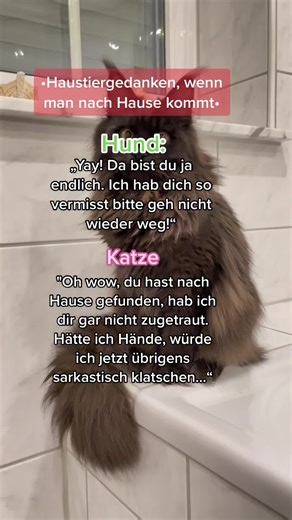 Warum ich Maine Coon Katzen liebe