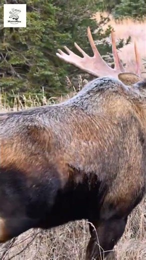 Majestic Moose Appears Out of Nowhere! You Won't Believe Your Eyes!