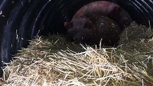 4.1K views · 388 reactions | The three cubs from Banff, (of which you can see two here), are all cozy and warm in their den and settling in for a long winters nap. | Aspen Valley Wildlife Sanctuary | Facebook