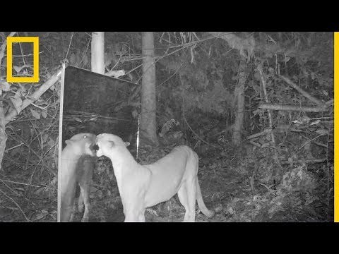 Los animales del Amazonas descubren sus reflejos en el espejo | National Geographic en Español