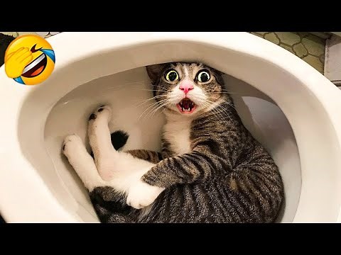 CATS you will remember and LAUGH all day! 😂Funny Cats Videos 2025