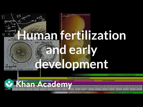 Human fertilization and early development | High school biology | Khan Academy