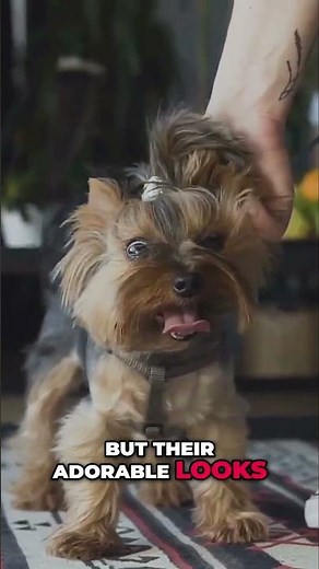 Meet the Yorkshire Terrier: Small Dog, Big Personality!