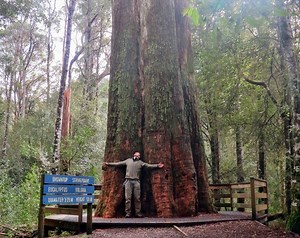 Giant Trees of Tasmania - Where to See Them and Why They’re Important | Tasmanian Geographic