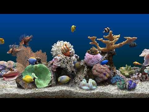 Marine Aquarium 3 Fading Background (4K)