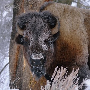 104K views · 10K reactions | By the late 1880s, the buffalo that once numbered in the tens of millions is teetering on the brink of extinction. But a diverse and unlikely collection of Americans start a movement that rescues the national mammal from disappearing forever. The American Buffalo, a film by Ken Burns, concludes tonight at 8/7c. #AmericanBuffaloPBS | PBS | Facebook