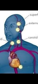 Pulse points in human body | Nursing & Biology
