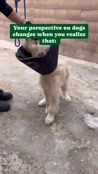 4.6K views · 646 reactions | Your perspective about dogs changes when...