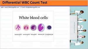 Differential White Blood Cells Count | Lab Tests Guide