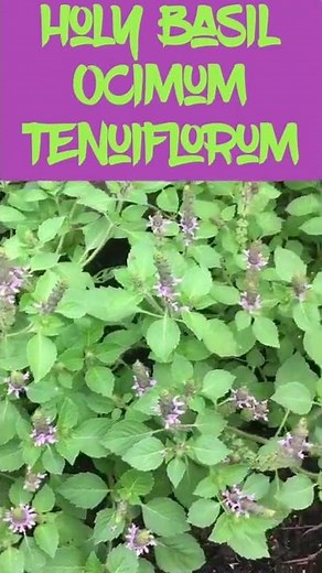 Medicinal herbs in bloom! 🌿🌸💚 Pt. 1