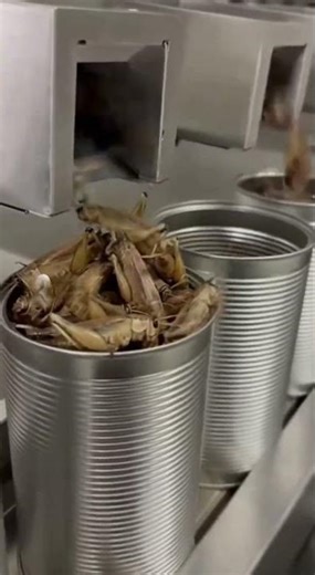 How Locusts Are Processed in a Production Line! From Input to Final Packaging 🦗📦