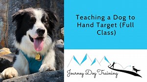 Are Shock Collars Safe for Puppies? | Journey Dog Training