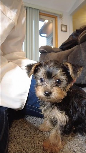 a yorkie puppy and a YorkiePoo! 9 weeks old! So beautiful! #yorkielovers #yorkies #puppy