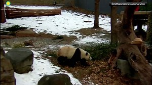 Giant Panda Cam unveiled at National Zoo