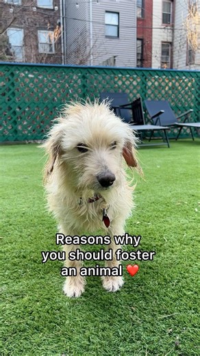 72K views · 8.6K reactions | Foster an animal, save a life. ❤️ Click our link in bio for all the incredible reasons why there’s no better time to become a foster. | Adopt a Pet | Facebook