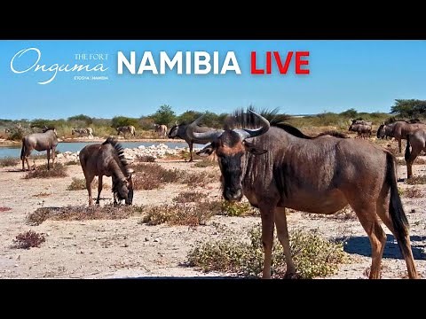LIVE: Onguma Waterhole - Elephants, Giraffes & More | Namibia 24/7