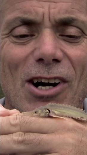 The smallest River Monster EVER? 🥺