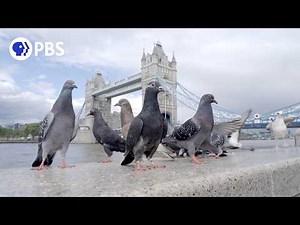 The Pigeon Hustle | PBS Nature Documentary