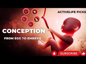 Decoding Conception: A Step-by-Step Guide