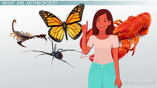 Arthropoda Digestive System | Anatomy, Features & Functions