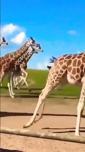 giraffes running