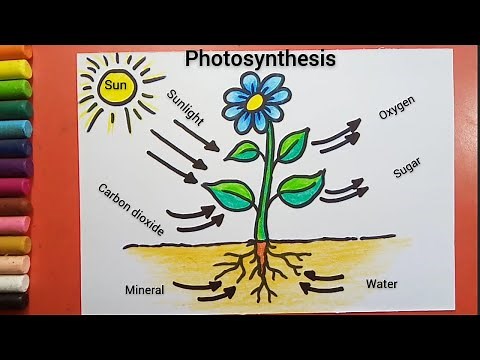 Photosynthesis Diagram drawing