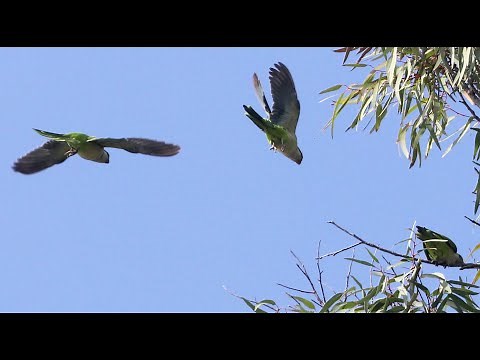 Wild Parakeet Sounds and Images