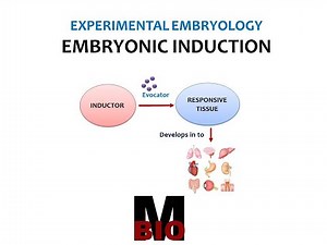 EMBRYONIC INDUCTION
