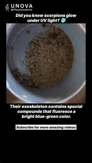 Why Scorpions Glow Under UV Light 😳🦂💡