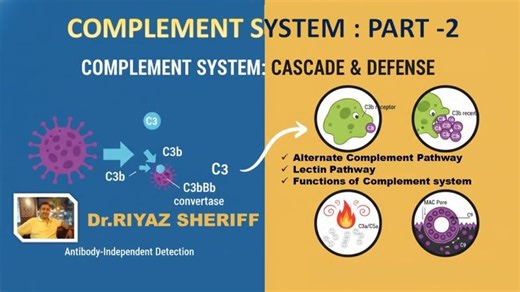 Alternate Pathway, Lectin Pathway & Functions of Complement System : Easy Microbiology Lecture