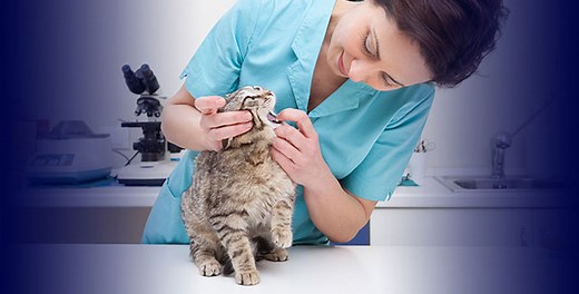 Veterinary Assistant Program | Vet Assistant Training