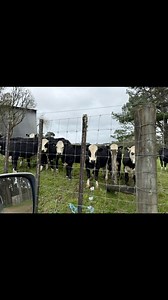 Bush walk Monday! And we played music to the cows at the end of our walk! They seemed to like it. | The Catch Dog Training | Facebook