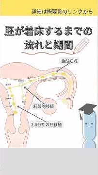 胚が着床するまでの流れと期間 #Varinos #子宮内フローラ検査
