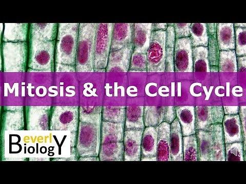 Mitosis & the Cell Cycle (updated)