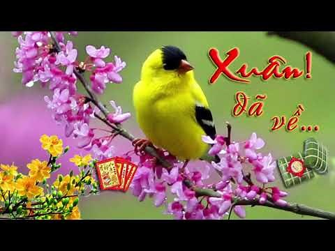 HÒA TẤU NHẠC XUÂN 2026 BÍNH NGỌ