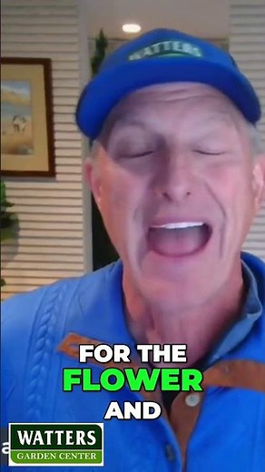 Discover the Beauty of Purple Leaf Plum Trees