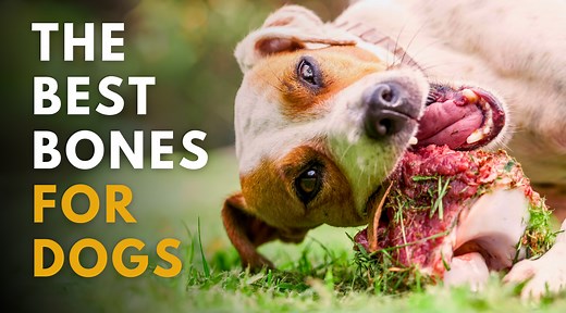 What Raw Bones Are Best For Dogs? Complete Guide | Dr. Peter Dobias